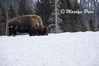 Bison foraging in the blowing snow, Lamar Valley, Yellowstone National Park, WY