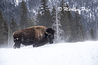 Bison foraging in the blowing snow, Lamar Valley, Yellowstone National Park, WY