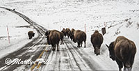 Bison have the right of way on the road, Lamar Valley, Yellowstone National Park, WY