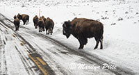 Bison have the right of way on the road, Lamar Valley, Yellowstone National Park, WY