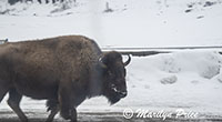 Bison have the right of way on the road, Lamar Valley, Yellowstone National Park, WY