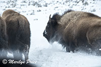 Bison have the right of way on the road, Lamar Valley, Yellowstone National Park, WY