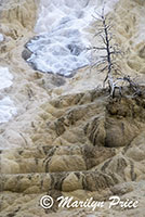 Palette Spring, Mammoth Hot Springs, Yellowstone National Park, WY