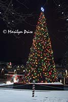 Christmas decorations at City Hall, Westminster, CO