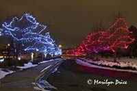 Christmas decorations at City Hall, Westminster, CO