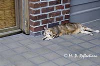 Smart cat, sleeping through the heat of the day, Key West, FL