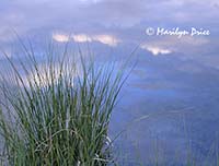 Grasses and clouds