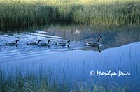 Canadian geese, Vermillion Lakes, Canada