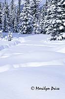 Snow and trees, Banff National Park, Canada