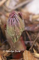 Emergence, peony breaking ground