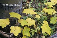 Autumn leaves, Santa Fe National Forest, NM