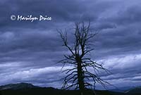 Dead tree and storm clouds, Teton National Park