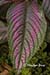 Persian Shield (stobilanthes dyerianus) leaf