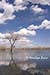 Clouds and trees and reflections, Bosque del Apache, NM