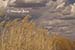 Grasses, Bosque del Apache, NM