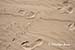 Footprints and bird tracks in the sand