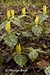 Yellow Trillium (Trillium luteum)