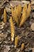 Squaw-root (Conopholis americana)