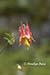 Columbine (Aquilegia canadensis)