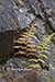 Ferns and rock