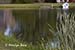 Reflections in a rural pond, Palouse region, WA