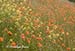 A bank of fire poppies (papaver californicum) and mustard