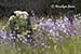 Wooden fence covered with money plant (lunaria annua) and cow parsnip (heracleum lanatum)