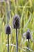 Wild teasel (dipsacus fullonum) seed heads