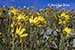 A hillside of sunflowers (helianthus annuus)