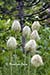 Seed heads of pasqueflowers (anemone occidentalis)