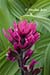 Magenta paintbrush (castilleja parviflora) and leaves of false hellebore (veratrum viride)