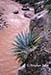 Agave and Bright Angel Creek near Phantom Ranch, Grand Canyon National Park, AZ