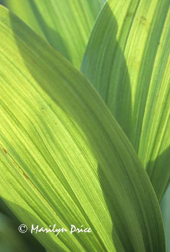 More Photographs of Plants