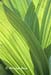 Corn husk lily (Veratrum tenuipetalum)