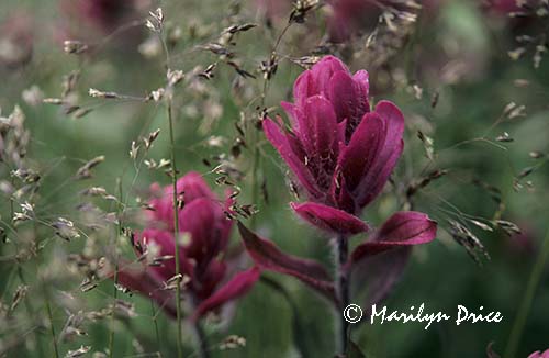 More Wildflower Photographs