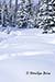 Winter scene, Banff National Park, Alberta, Canada