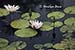 Waterlilies