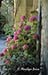 Hydrangeas, cloister of Maisson de Sainte St. Paul, St. Remy de Provence, France