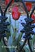 Cast iron grillwork and tulips, Forsyth Park, Savannah, GA