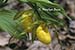 Yellow Lady Slipper (Cypripedium calceolus var. pubescens)