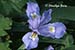 Crested Dwarf Iris (Iris cristata)