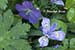 Crested Dwarf Iris (Iris cristata) and Wild Geranium (Geranium maculatum)