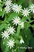 Star Chickweed (Stellaria pubera)