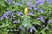 Yellow Trillium (Trillium luteum) and Crested Dwarf Iris (Iris cristata)