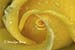 Yellow Dream Rose