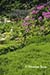 Rhododendron garden with red bridge