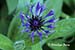 Bachelor button (Centaurea montana)