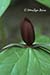 Trillium sessile