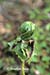 Determination - mayapple grows through a dead leaf