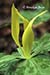 Yellow Trillium (Trillium luteum)